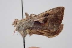 Syngrapha epigaea