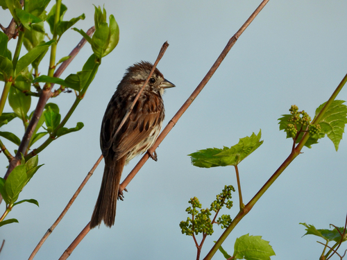 Song Sparrow
