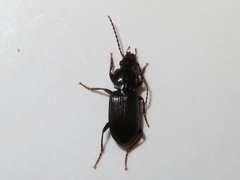 Pterostichus minor