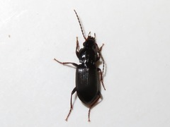 Pterostichus minor