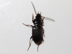 Pterostichus minor