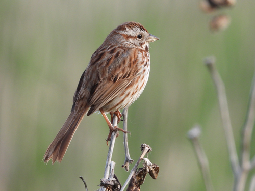Song Sparrow