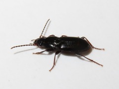 Pterostichus minor
