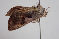 Syngrapha epigaea
