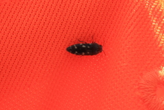 Acmaeodera tubulus