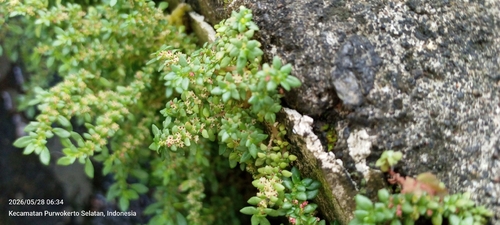 Artillery Plant