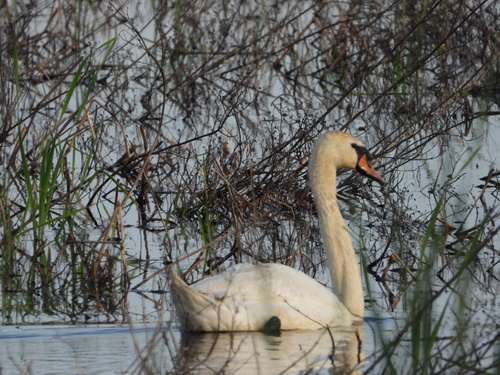Höckerschwan