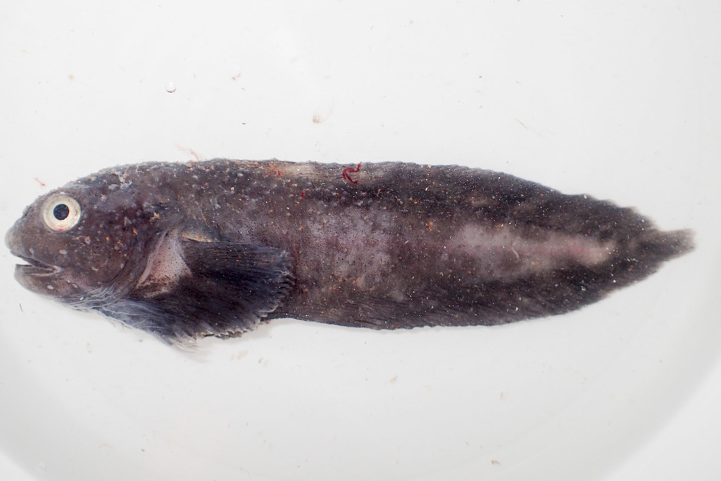 Gelatinous Seasnail