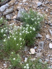 Lepidium fremontii