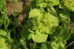 Chrysosplenium serreanum