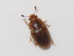 Epuraea imperialis