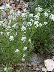 Lepidium fremontii