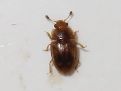 Epuraea imperialis