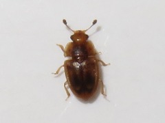 Epuraea imperialis