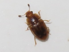 Epuraea imperialis
