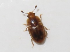 Epuraea imperialis