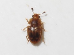 Epuraea imperialis