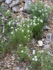 Lepidium fremontii