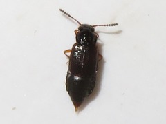 Omalium rivulare