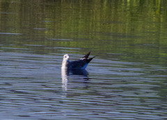 Leucophaeus pipixcan