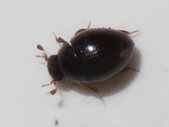 Megasternum concinnum