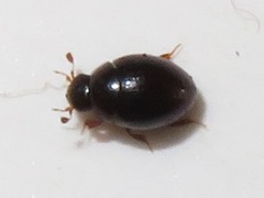 Megasternum concinnum