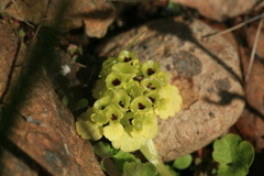 Chrysosplenium serreanum