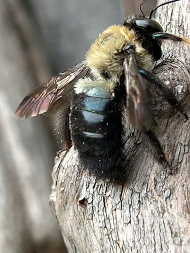 Eastern Carpenter Bee