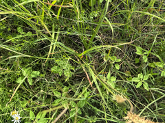 Schoenocaulon ghiesbreghtii, photograph (c) Chet Burrier, some rights reserved (CC BY)