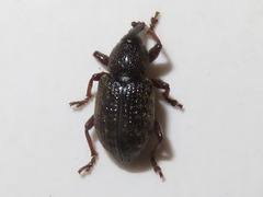 Notaris acridulus