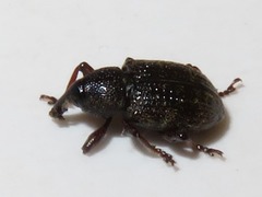 Notaris acridulus