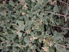 Atriplex maximowicziana