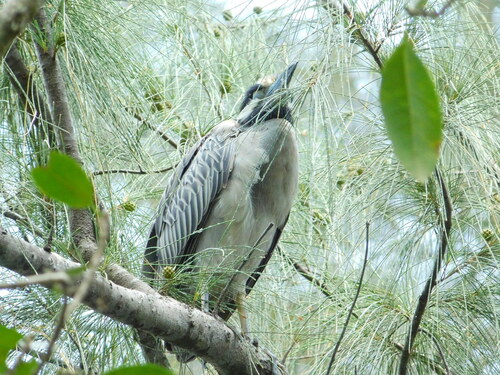 Yellow-crowned Night Heron