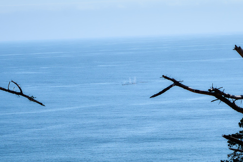 iNaturalist observation photo of Humpback Whale