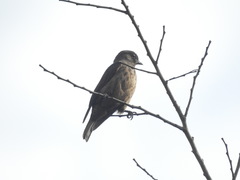 Bradornis fuliginosus