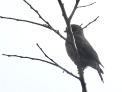 Bradornis fuliginosus