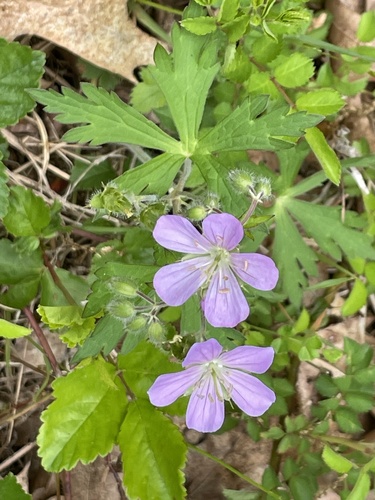 Cranesbill