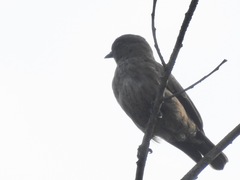 Bradornis fuliginosus
