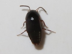 Tachinus corticinus