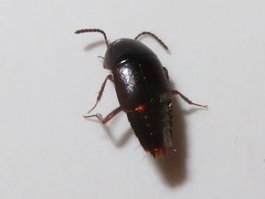 Tachinus corticinus