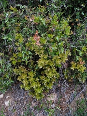 Quercus coccifera coccifera