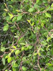 (c) Chet Burrier, some rights reserved (CC BY) Prunus texana, photograph (c) Chet Burrier, some rights reserved (CC BY)