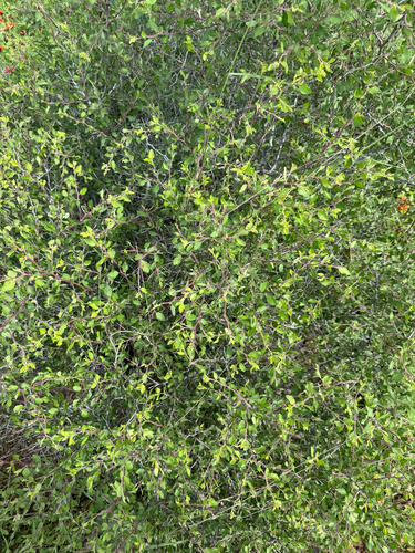 Prunus texana, photograph 3