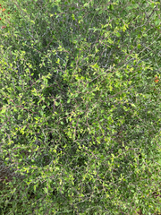 (c) Chet Burrier, some rights reserved (CC BY) Prunus texana, photograph (c) Chet Burrier, some rights reserved (CC BY)