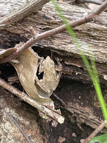 Spring Peeper