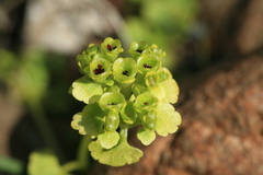 Chrysosplenium serreanum