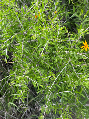 Forestiera angustifolia, photograph 3