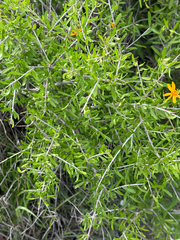 Forestiera angustifolia, photograph (c) Chet Burrier, some rights reserved (CC BY)