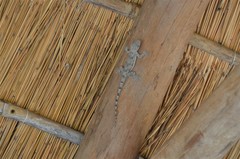 Hemidactylus platycephalus