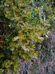 Quercus coccifera coccifera